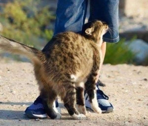 Sabías que un gato se frota contra ti cuando nota que tienes…Ver Más